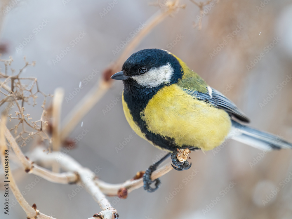 Obraz premium Cute bird Great tit, songbird sitting on a branch without leaves in the autumn or winter.