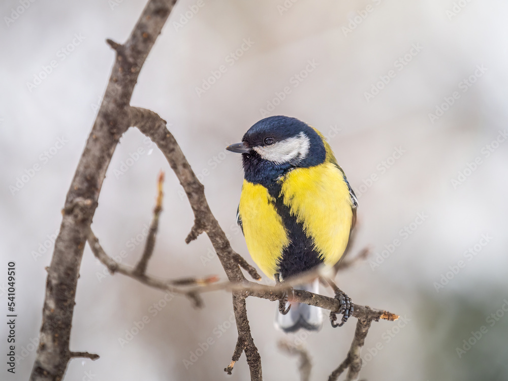 Naklejka premium Cute bird Great tit, songbird sitting on a branch without leaves in the autumn or winter.