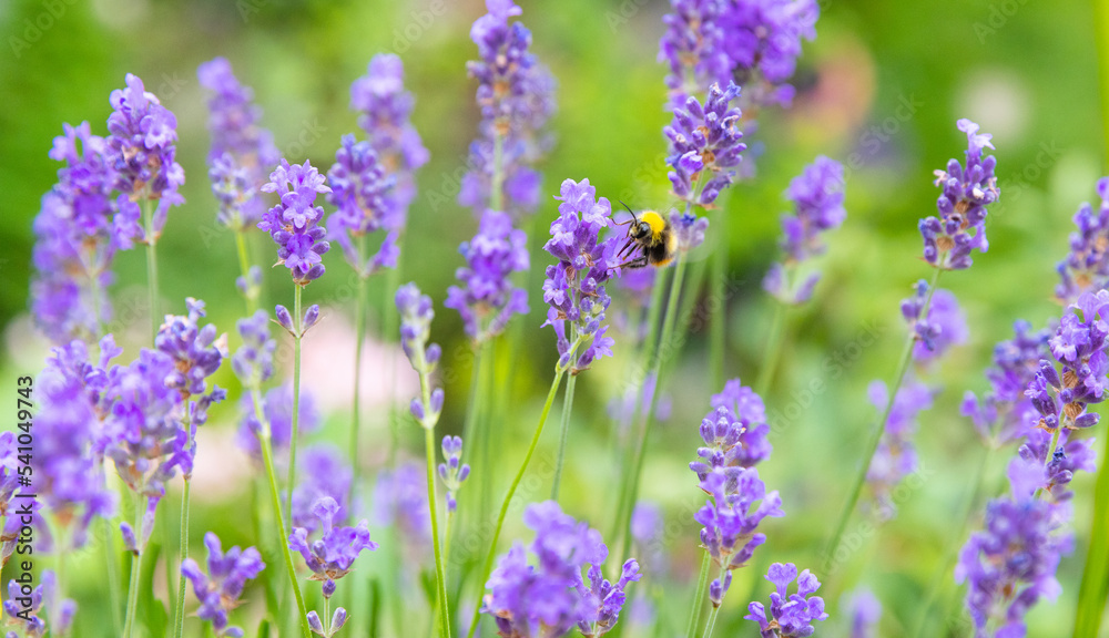 Hummel im Lavendel Hummel im Lavendel