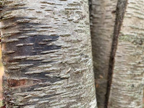 Tree Texture