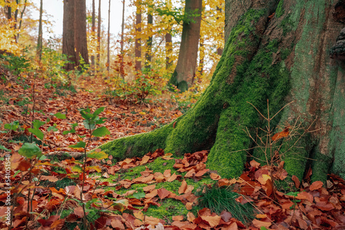 Kolorowy las jesienią. Krajobraz leśny w jesiennych pomarańczowo złotych barwach. 