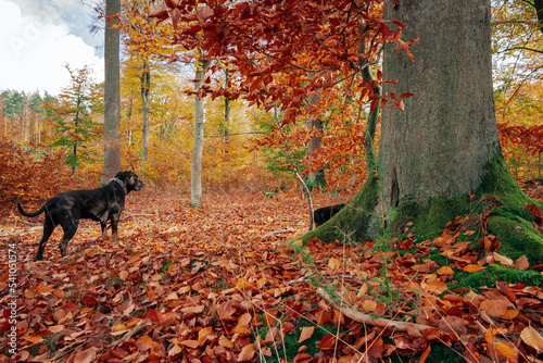 Czarny pies  w kolorowym jesiennym lesie. Leśny krajobraz w jesiennych pomarańczowo-złotych kolorach. #541051574