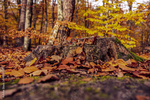 Kolorowy las jesienią. Krajobraz leśny w jesiennych pomarańczowo złotych barwach. 