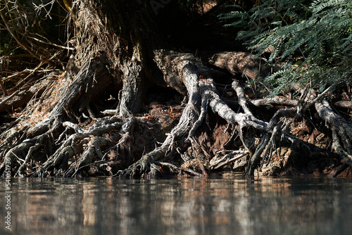 Exposed roots under a big willow tree on the river banks