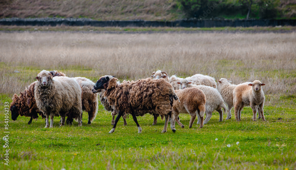 Fototapeta premium Herd of sheep in a summer field. High quality photo