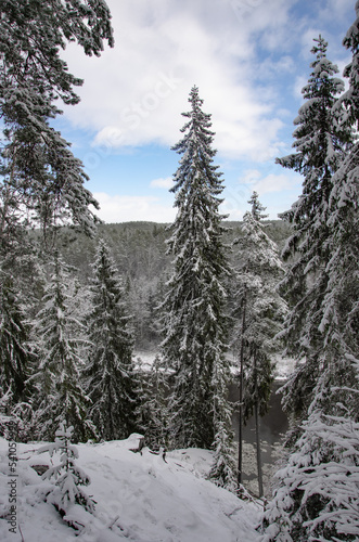snow covered trees in winter forest