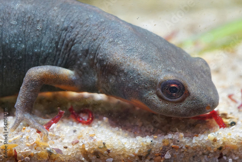 Closeup on an adult of the endangered Chinese endemic Fuding fire belly newt, Cynops fudingensis photo