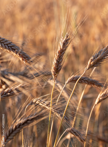 Ears of grain close-up. Golden ripening grain. Ears of rye growing before harvest in the field. Growing grain in the field.