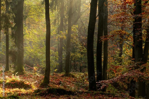 Jesienny las pełen kolorów, mgieł i promieni słońca photo