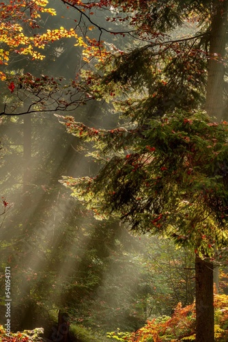 Jesienny las pełen kolorów, mgieł i promieni słońca photo