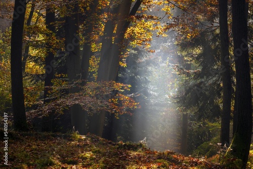 Jesienny las pełen kolorów, mgieł i promieni słońca