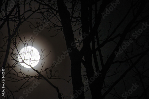 spooky halloween night with full moon behind the trees
