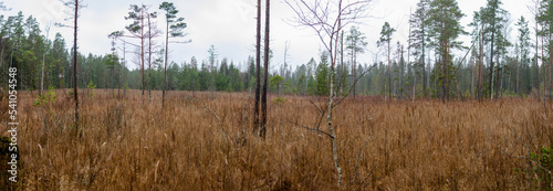 marsh meadow with rare trees