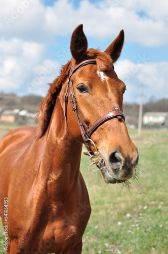 portrait of a horse © Lena