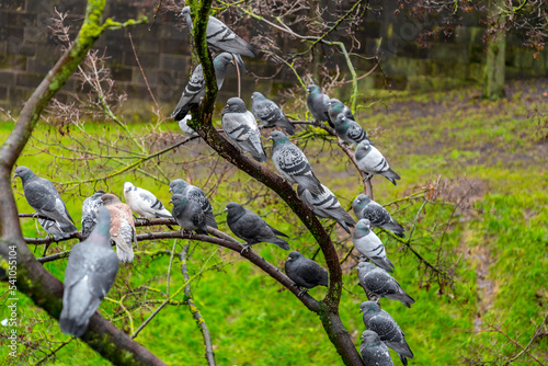 Group of various common pigeons resting on a tree branch in Nuremberg, Germany
