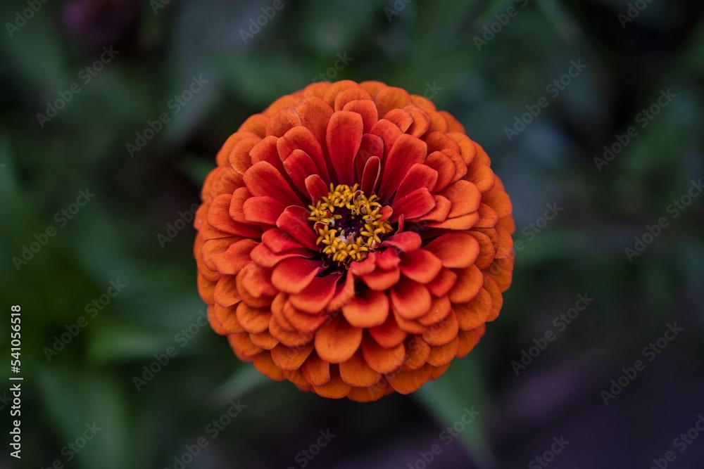 Orange flower Orange flower