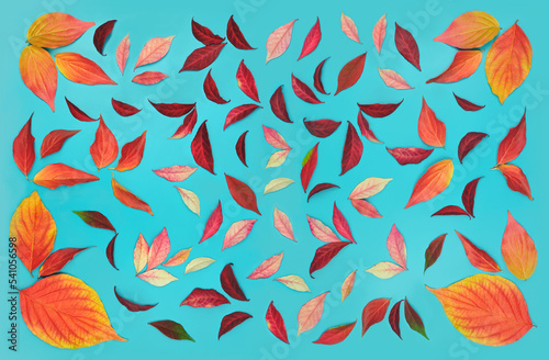 Colorful pattern from red ,burgundy , and orange colors autumn fallen leaves of Bottlebrush (Fothergilla) and 'burning bush 'Euonymus alatus isolated on bright blue background. Top view, flat lay.