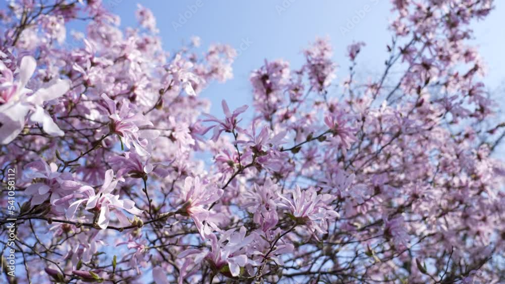 Spring Season. Closeup cherry blossom pink flowers springtime from bellow Spring Season. Closeup cherry blossom pink flowers springtime from bellow