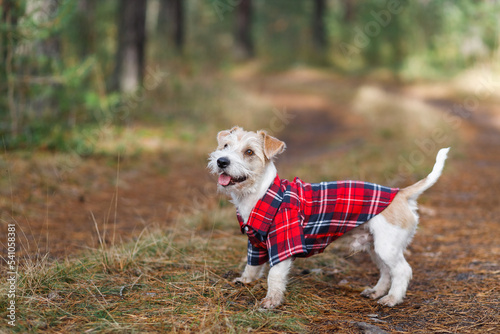 A small wire-haired dog of the Jack Russell Terrier breed in a red plaid shirt stands in a green forest on the road. Blurred background for the inscription