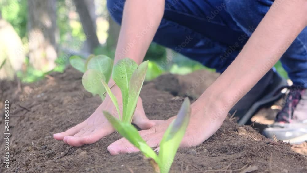 young woman plant vegetables vegetables in home garden healthy eating protection environment healthy ecological lifestyle lettuce broccoli cauliflower assorted bright colors sunny day young woman plant vegetables vegetables in home garden healthy eating protection environment healthy ecological lifestyle lettuce broccoli cauliflower assorted bright colors sunny day