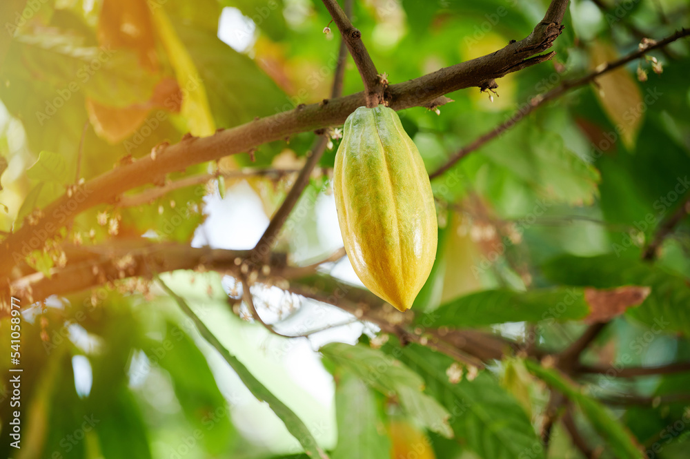 Obraz premium One yellow cacao pod