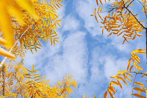 Tree branches with yellow l...