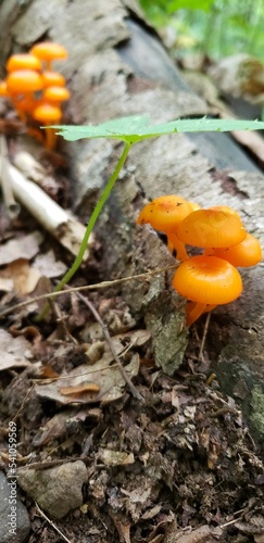 little orange cap mushrooms in nature on tree on Appalachian Trail hike