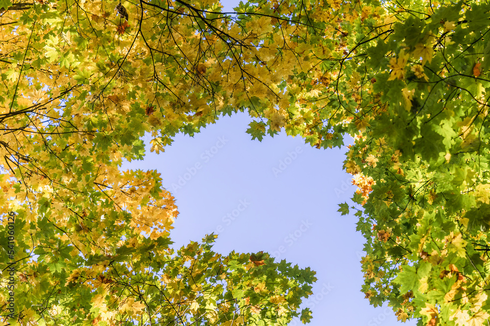 Golden maple leaves in sunlight under a clear blue sky on an autumn day. Beautiful natural background of autumn leaves on tree branches. Bottom view, copy space Golden maple leaves in sunlight under a clear blue sky on an autumn day. Beautiful natural background of autumn leaves on tree branches. Bottom view, copy space