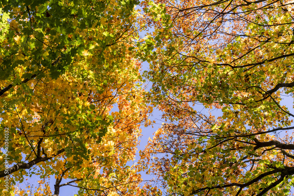 Golden maple leaves in sunlight under a clear blue sky on an autumn day. Beautiful natural background of autumn leaves on tree branches. Bottom view, copy space Golden maple leaves in sunlight under a clear blue sky on an autumn day. Beautiful natural background of autumn leaves on tree branches. Bottom view, copy space