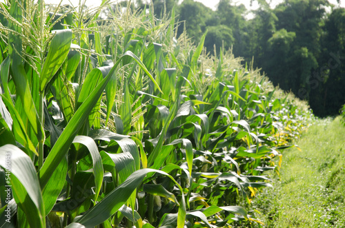 Corn field, farming area in Batu, Malang, East Java, Indonesia, South East Asia
