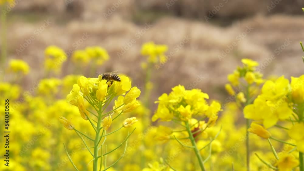field of flowers and a honey bee field of flowers and a honey bee