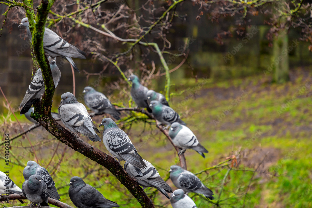 Fototapeta premium Group of various common pigeons resting on a tree branch in Nuremberg, Germany