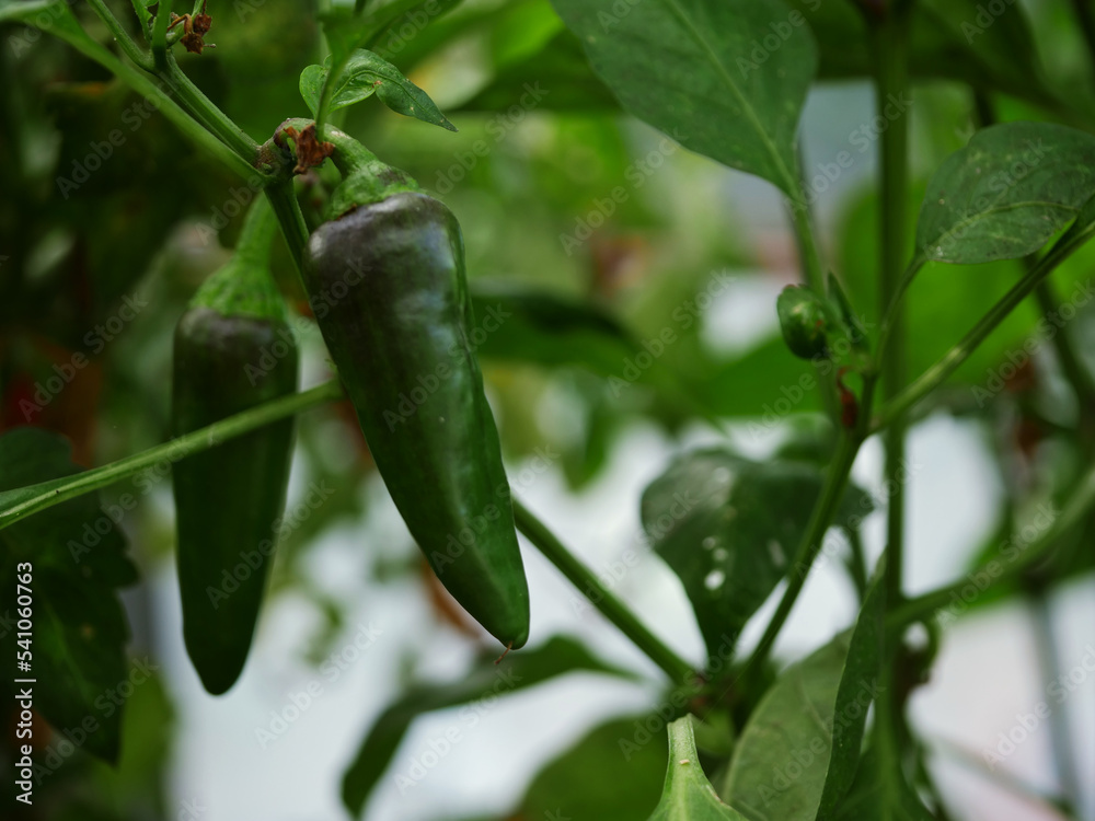Chili peppers ripening on the vine in greenhouse