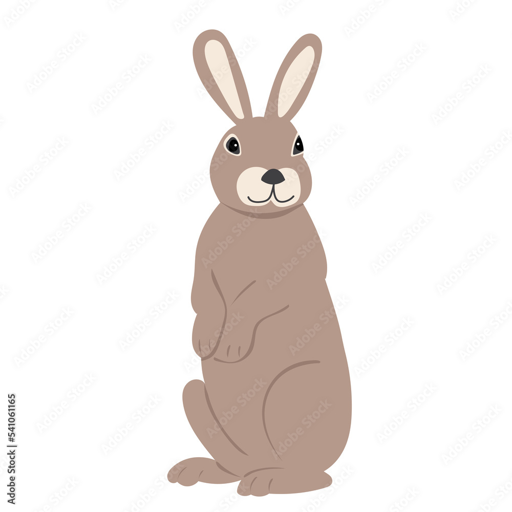 rabbit on white background isolated rabbit on white background isolated