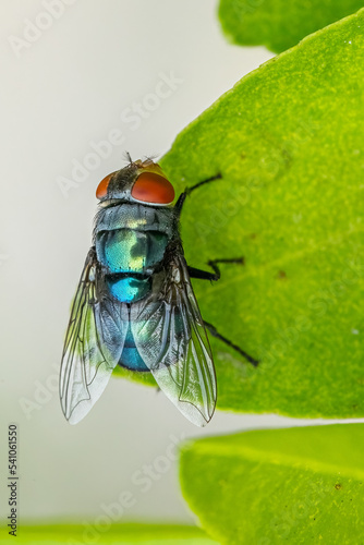A chrysomya megacephala fly photo