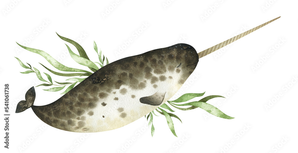 Obraz premium Watercolor arrangement with narwhal and seaweeds. Retro underwater composition for creative design