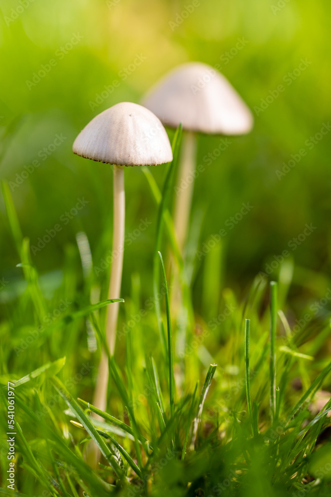 wild mushroom in the Sierra de Guadarrama mountains in Madrid, Spain wild mushroom in the Sierra de Guadarrama mountains in Madrid, Spain