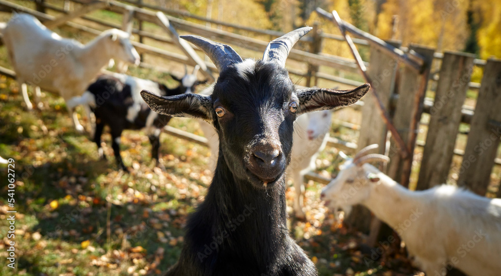 Black goat on the field in mountains looking straight into the camera. Portrait of a cute young black goat at the farm. Black goat on the field in mountains looking straight into the camera. Portrait of a cute young black goat at the farm.