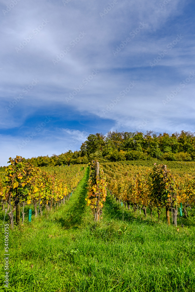 Obraz premium Arlesheim, Weinberg, Weinrebe, Weinbauer, Schloss Birseck, Burg, Weinstock, Herbstfarben, Wanderweg, Herbstlaub, Herbstsonne, Herbst, Baselland, Birstal, Schweiz