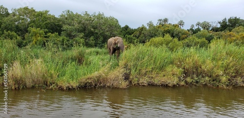 Large Elephant grazing by the Zambezi River in Africa © Kelly