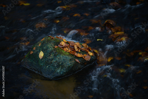 Kamień spoczywa w nurcie rzeki, strumienia obsypany jesiennymi liśćmi w kolorach żółtym, brązowym, czerwonym. Tonacja ciemna, low key.