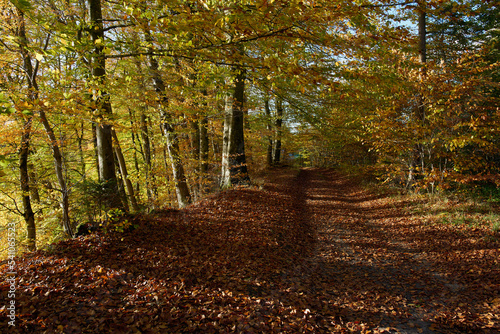 Leśna droga w pięknych kolorach jesieni. Drzewa przybrały jesienną szatę a droga pokryta jest kolorowymi liśćmi.