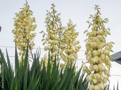 Yucca. The palm tree blooms with white flowers.  Flowers close-up.