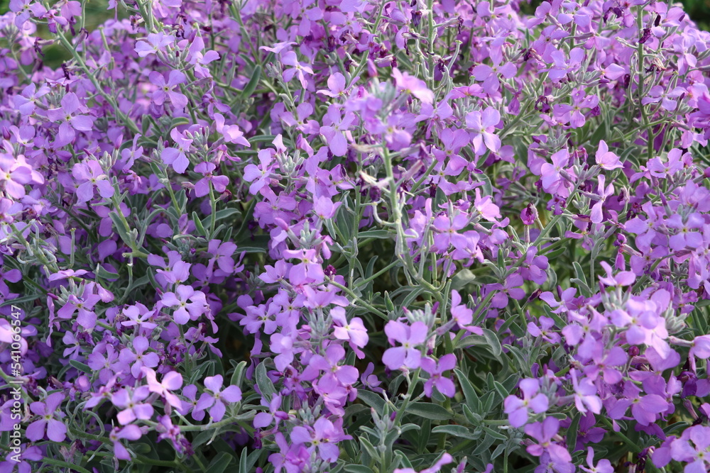 Obraz premium Flowering common night violet, Italy