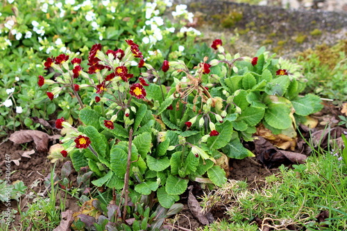 Partially open bunch of Primrose or Primula dark red with bright yellow center small flowers surrounded with large light green and dry brown leaves mixed with grass and other plants in local urban