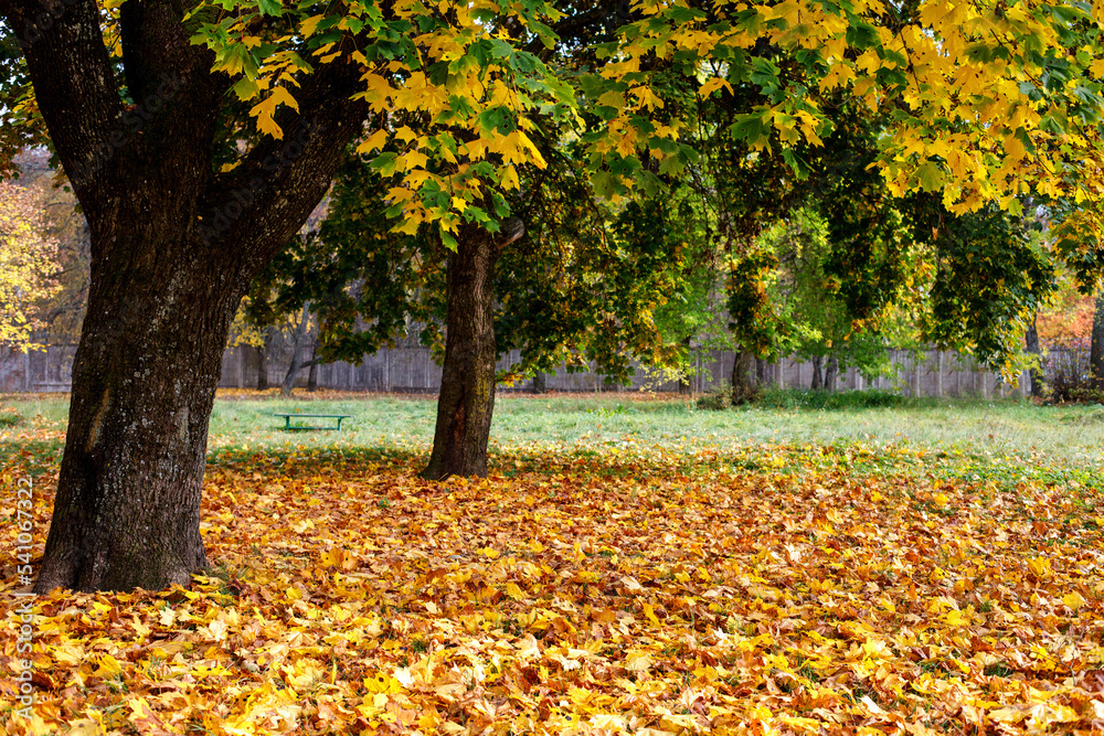 City park with yellow maple trees in the autumn. Vilnius, Lithuania City park with yellow maple trees in the autumn. Vilnius, Lithuania