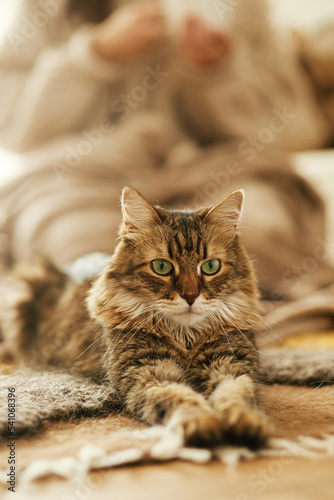 Cute cat relaxing on cozy blanket and rug at fireplace. Portrait of adorable tabby kitty lying at warm fireplace in rustic farmhouse. Autumn hygge