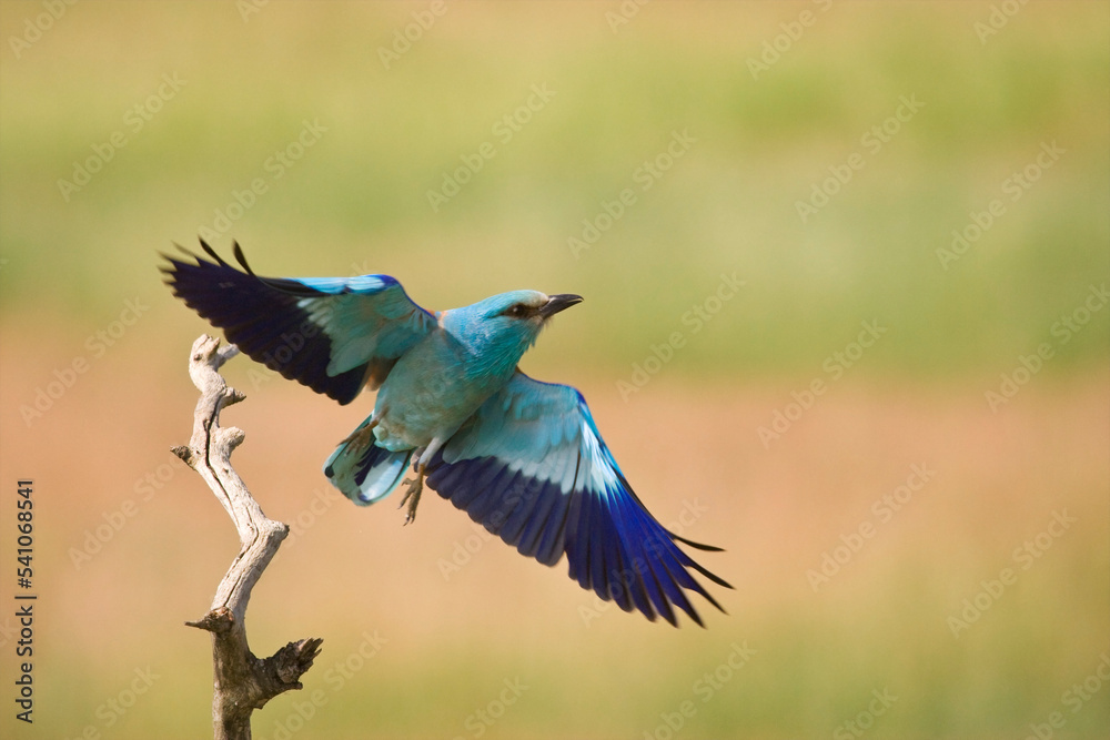 Scharrelaar, European Roller, Coracias garrulus Scharrelaar, European Roller, Coracias garrulus
