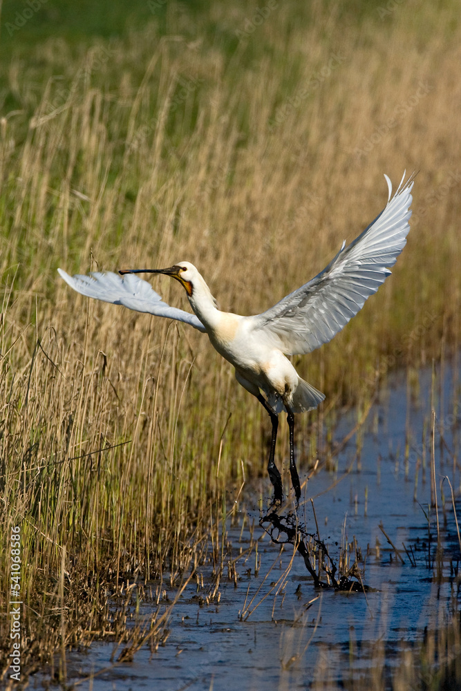 Lepelaar, Eurasian Spoonbill, Platalea leucorodia Lepelaar, Eurasian Spoonbill, Platalea leucorodia