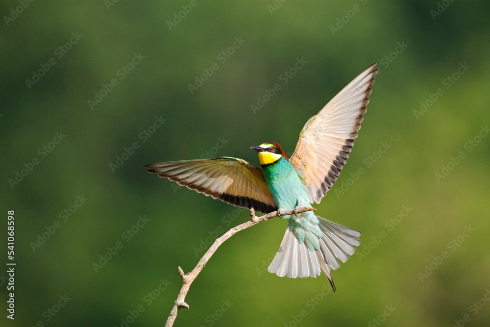 Fototapeta premium Bijeneter, European Bee-eater, Merops apiaster